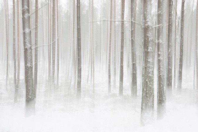 Winterforest in Sweden photowallpaper Scandiwall
