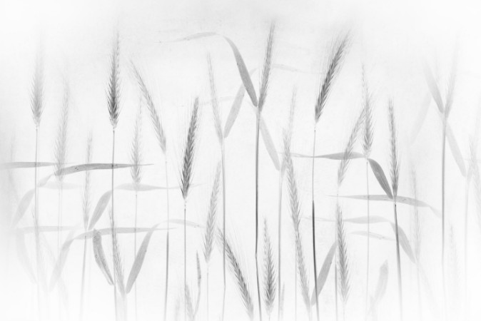 Corn art photowallpaper Scandiwall