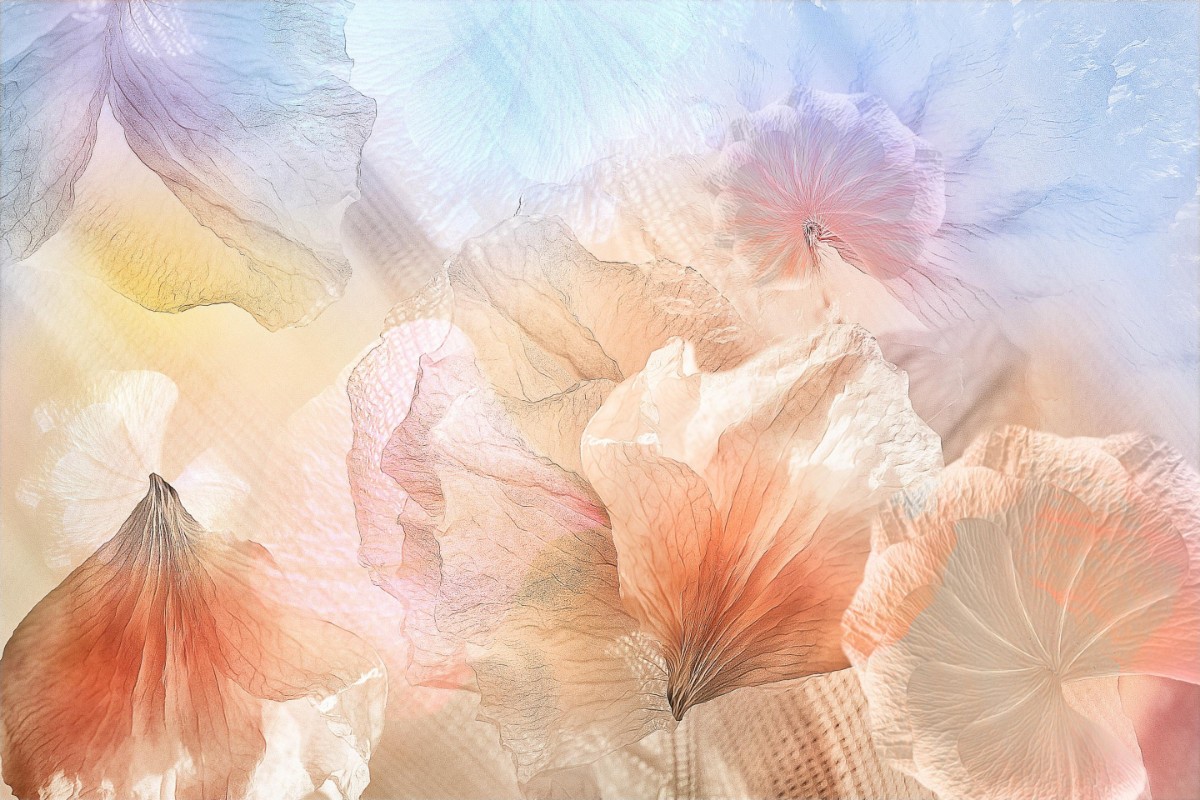 Afbeeldingen van Ethereal flowers