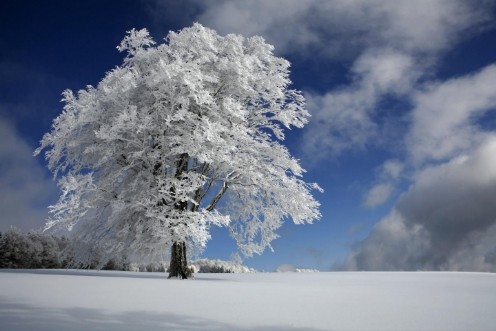 Bild på White Windbuche in Black Forest