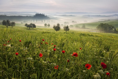 Picture of Tuscan spring