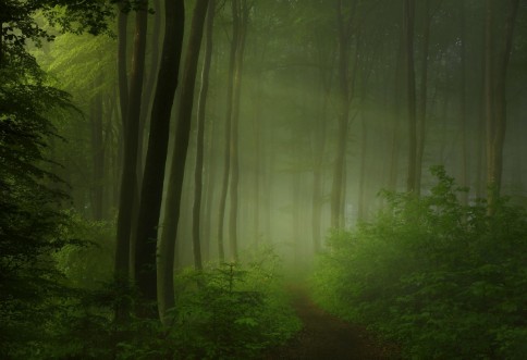 Picture of Forest morning