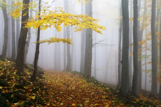 Picture of Autumn Tree