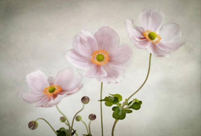 Picture of Anemones