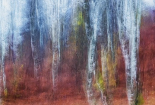 Picture of Birch trees