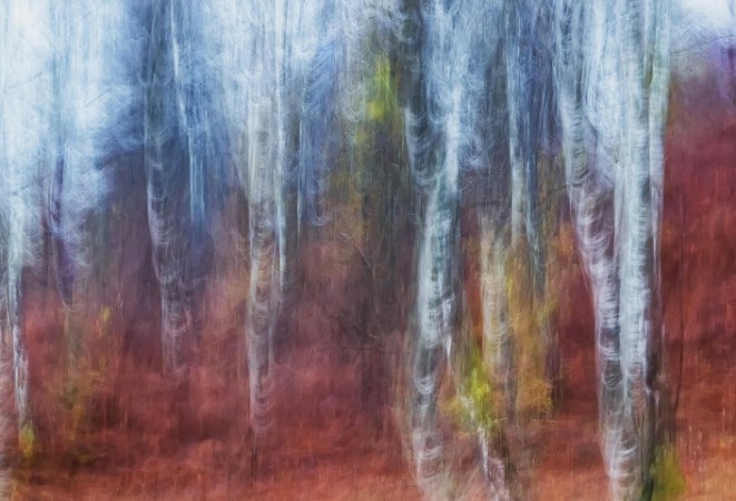 Afbeeldingen van Birch trees