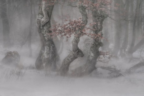 Afbeeldingen van Trees in the Blizzard