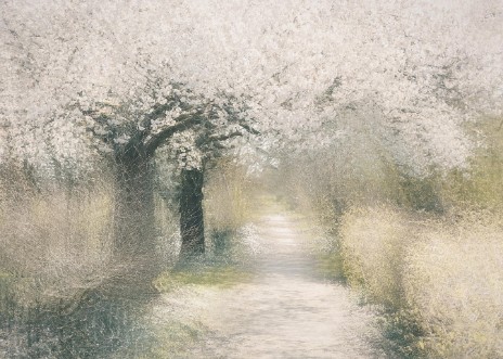 Image de Cherry blossom