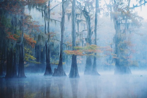Bild på Foggy Swamp Morning