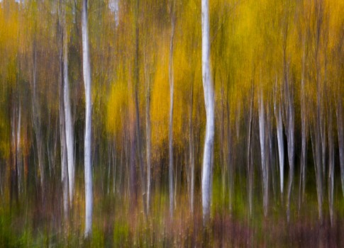 Picture of Abstract fall