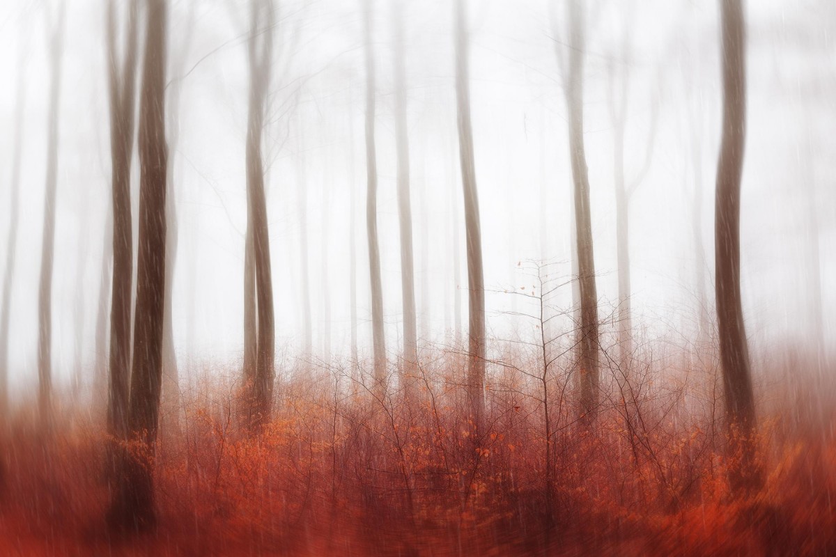 Image de Endless Woods