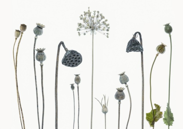 Afbeeldingen van Seed heads