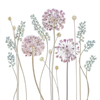 Picture of Allium
