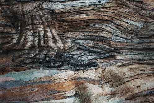 Afbeeldingen van Eucalyptus Texture