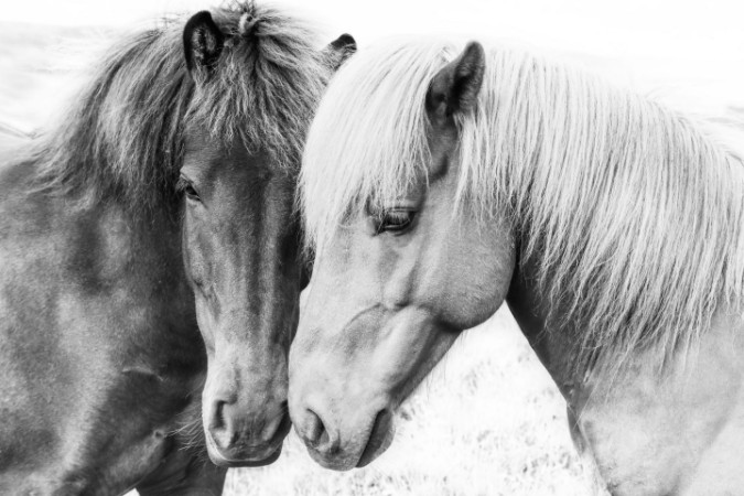 Horse Love photowallpaper Scandiwall
