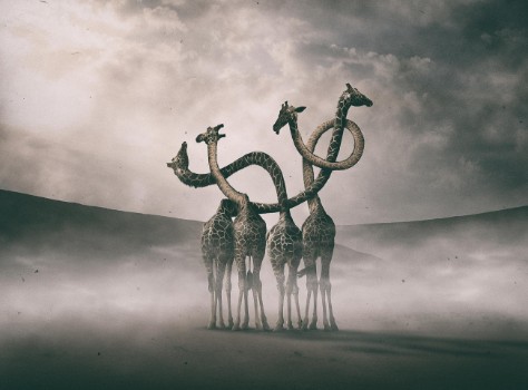 Picture of Giraffes Embracing