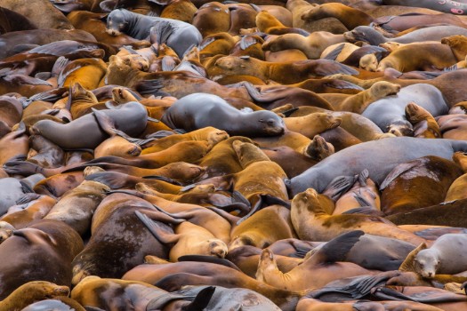 Picture of Sea of lions