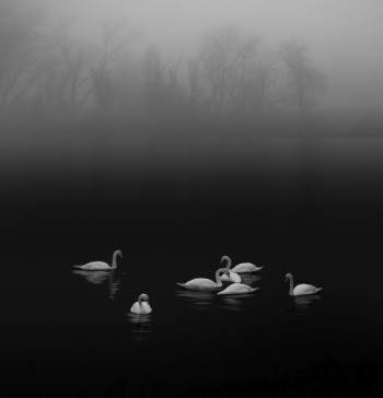 Picture of Swan lake foggy morning