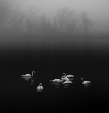 Afbeeldingen van Swan lake foggy morning