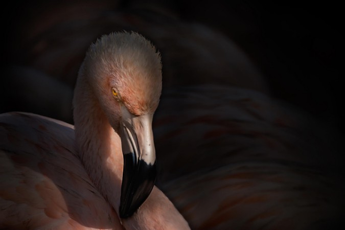 Image de Flamingo