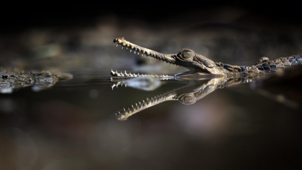 Picture of Exotic Reflection of Sinyulong