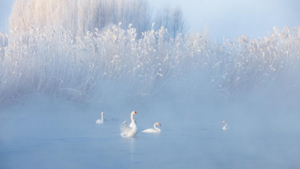 Afbeeldingen van Swans in winter