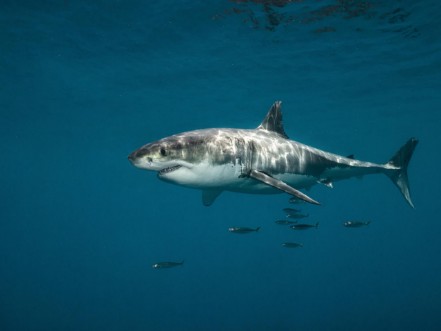Afbeeldingen van Great white shark