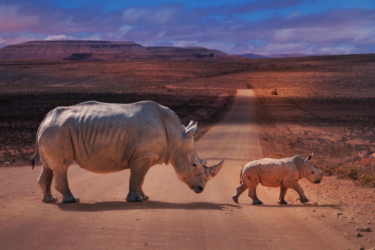Afbeeldingen van RhinosCrossing