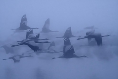 Afbeeldingen van Cranes in the fog