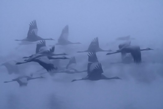 Picture of Cranes in the fog