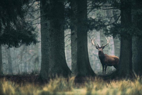 Image de King of the forest