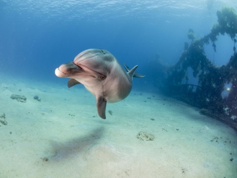 Bild på Dolphin