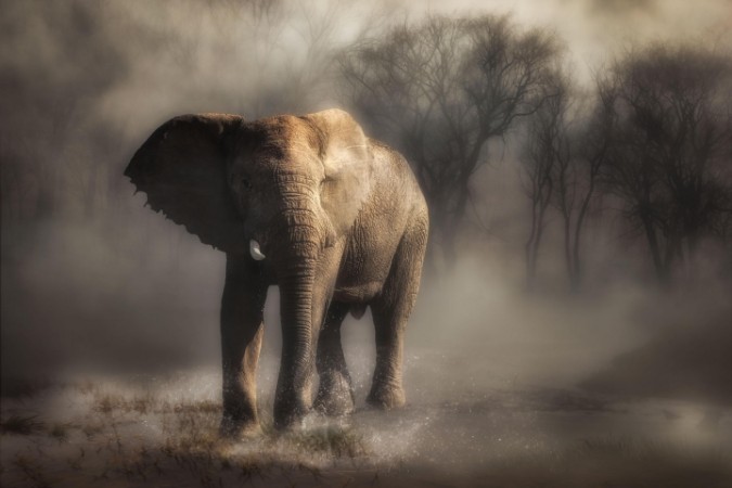 Afbeeldingen van Elephant drinking water