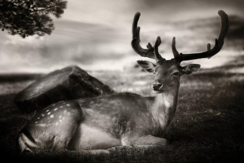 Afbeeldingen van Resting Bambi