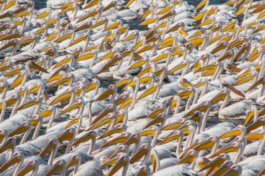 Bild på Pelican Parade