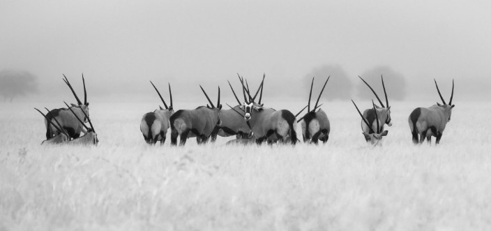 Image de Oryx in the rain