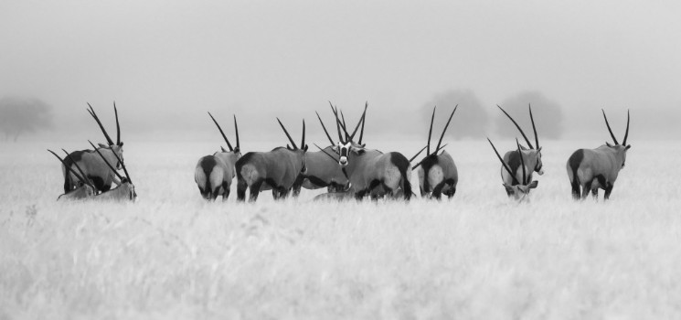 Bild på Oryx in the rain