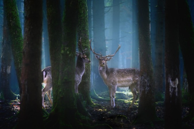 Bild på Deers