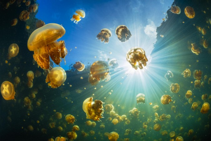 Picture of Sunlight and jellyfish