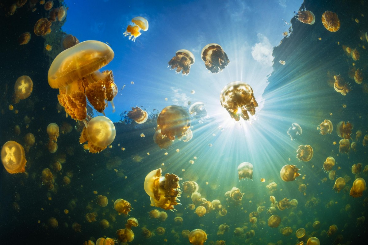 Afbeeldingen van Sunlight and jellyfish