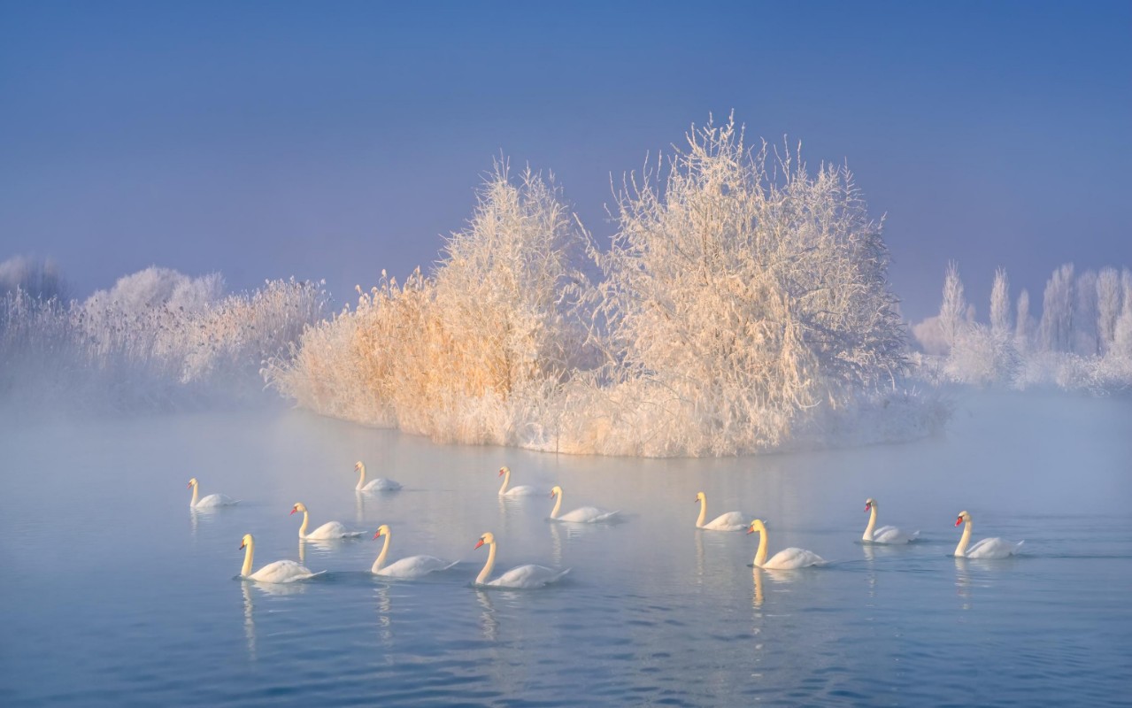 Afbeeldingen van Swan lake