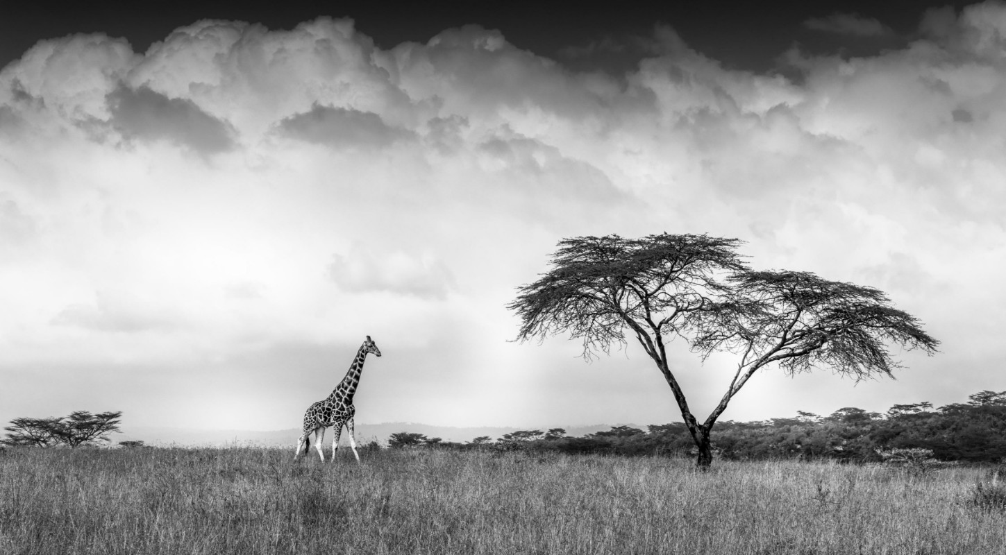 Afbeeldingen van And I dreamed of Africa