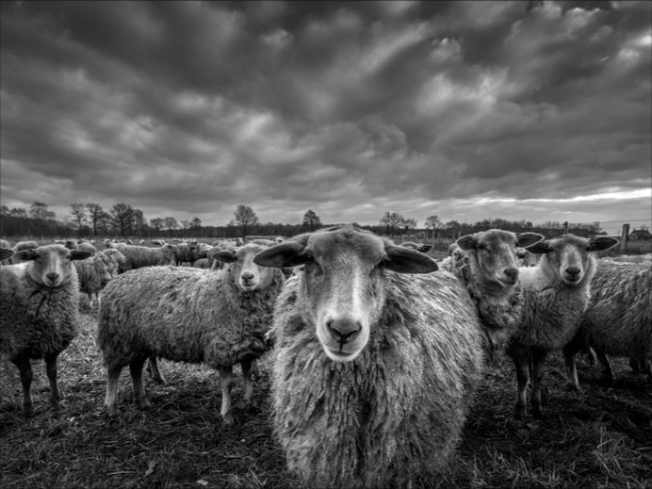Afbeeldingen van Only sheep