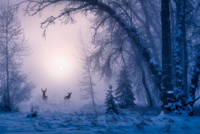 Picture of The shadow of deer in the morning fog