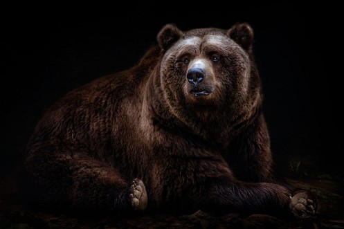 Image de Bear Portrait