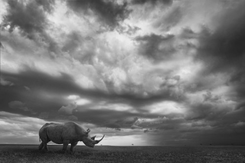 Afbeeldingen van Rhino land