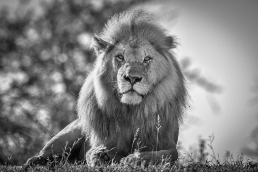 Picture of Monochromatic lion king