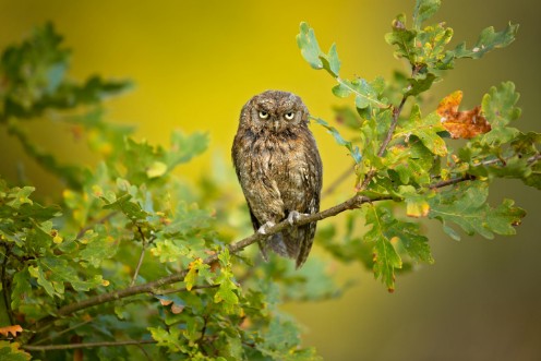 Image de Eurasian Scops Owl