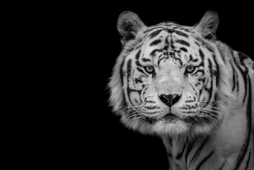 Afbeeldingen van Bengal White Tiger