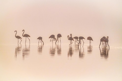 Afbeeldingen van Flamingos in the mist
